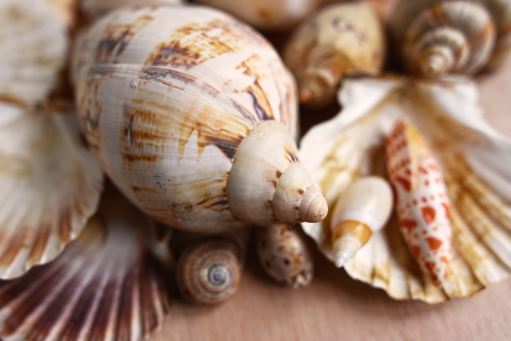 Guide to Seaside Florida 30-A Shelling 